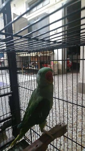 raw parrot for sale 1