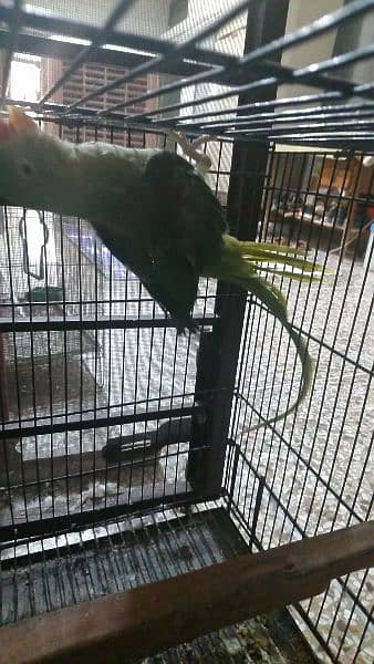 raw parrot for sale 2