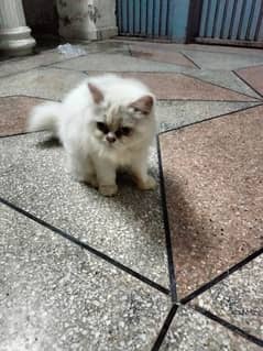 Very healthy and active female triple cortc cat urgent sale03148775775 0