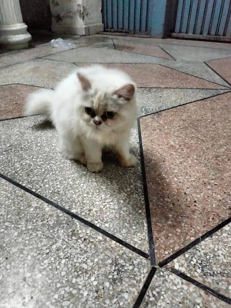 Very healthy and active female triple cortc cat urgent sale03148775775 0