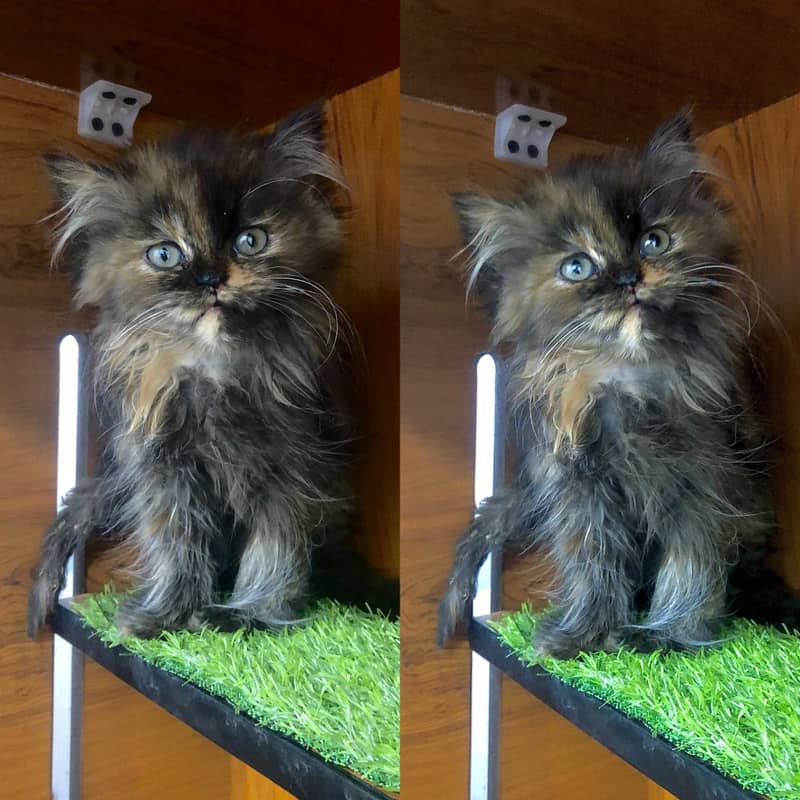 Persian kittens punch face and adult cats available 2