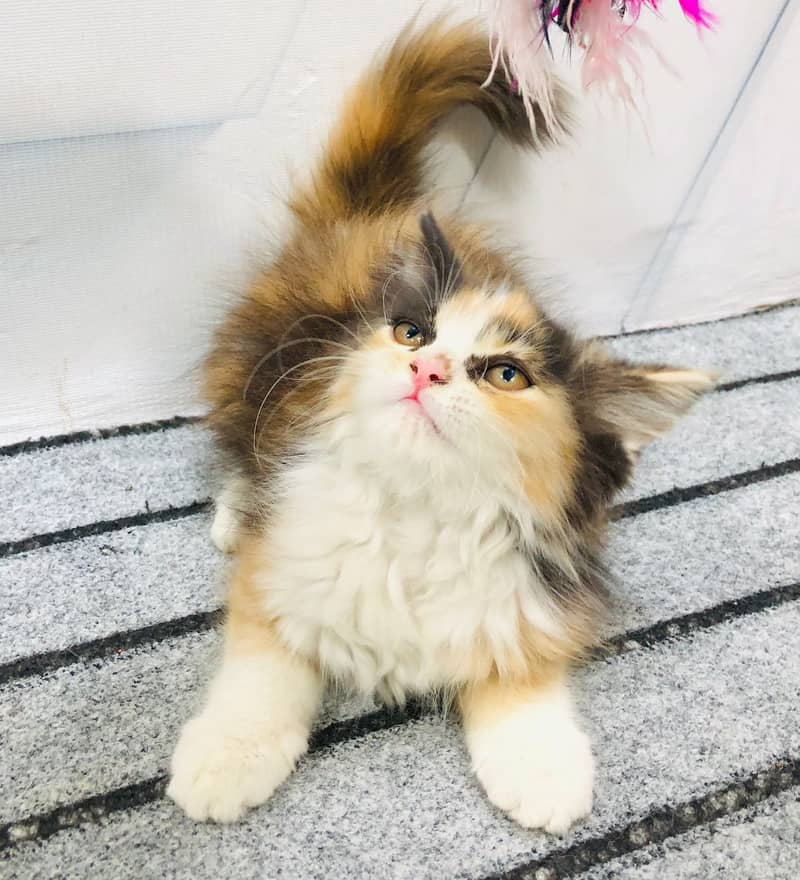 Persian kittens punch face and adult cats available 10