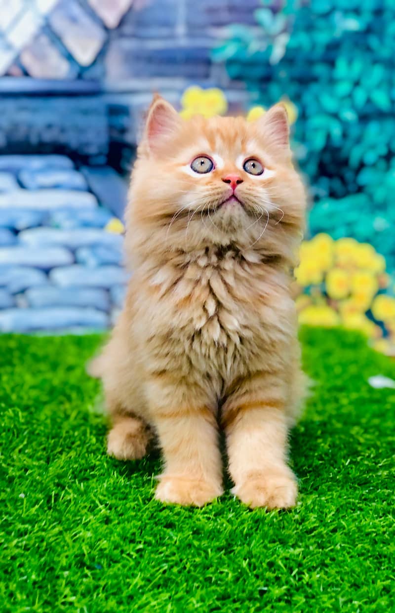 Persian kittens punch face and adult cats available 17