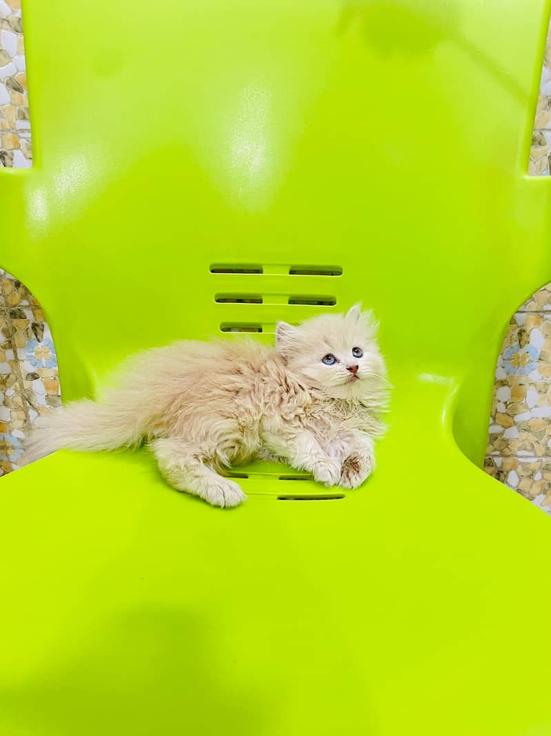 Piki Kitten|Punch face Kittens|persian cat|cute|tripple|fluffy|doll 3