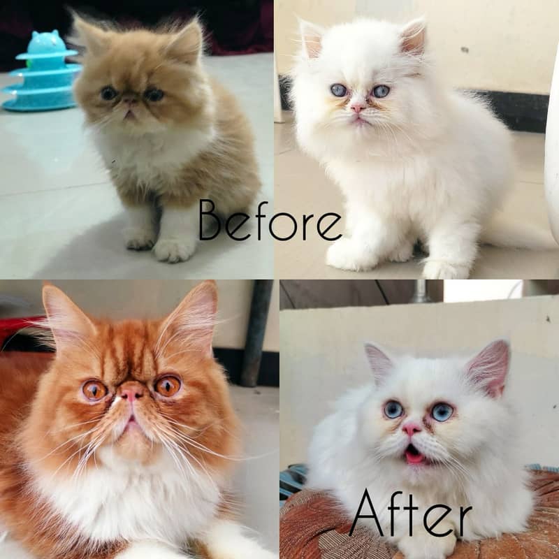 Piki Kitten|Punch face Kittens|persian cat|cute|tripple|fluffy|doll 5