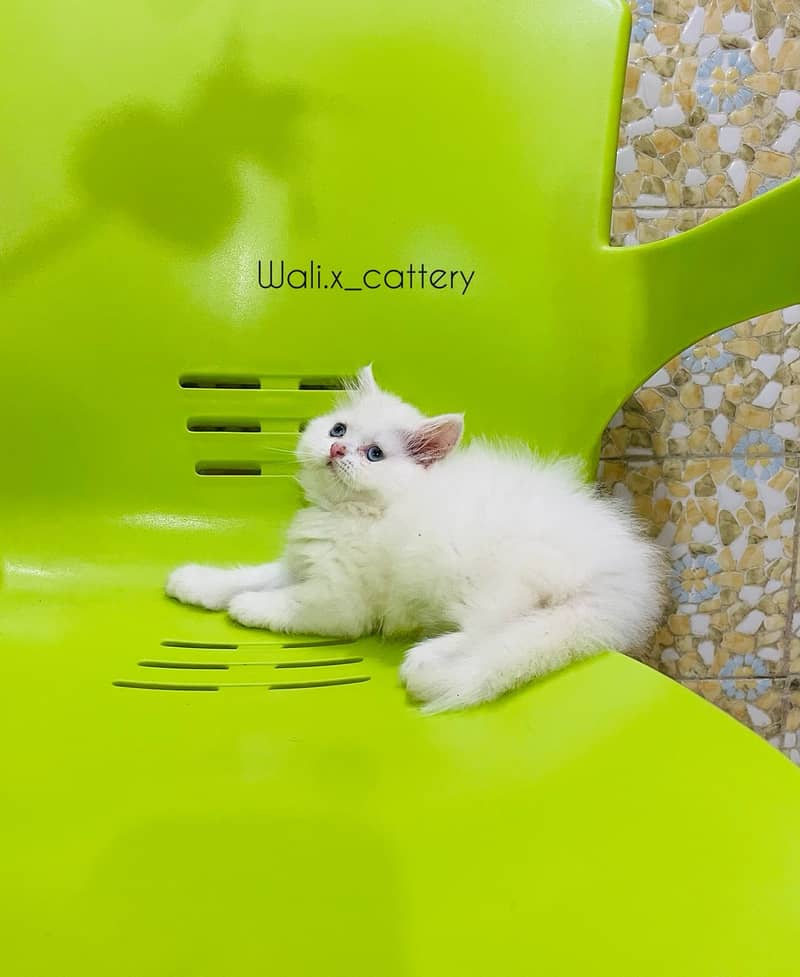 Piki Kitten|Punch face Kittens|persian cat|cute|tripple|fluffy|doll 9