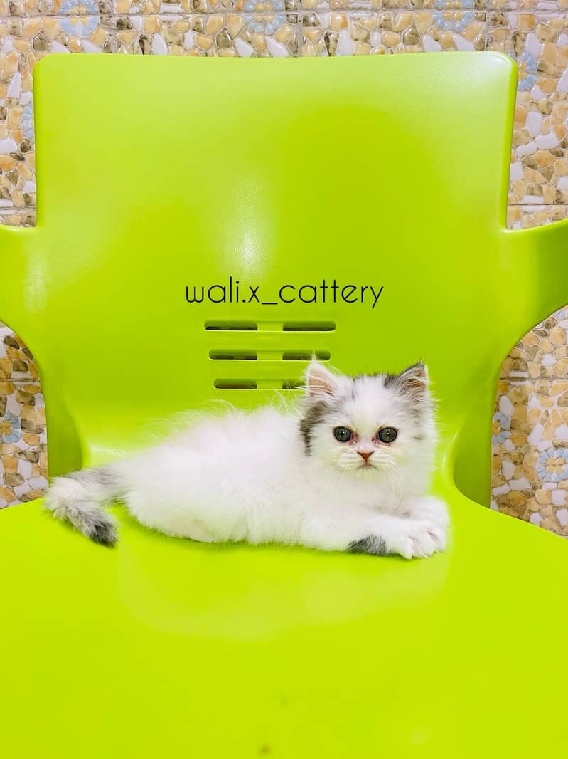 Piki Kitten|Punch face Kittens|persian cat|cute|tripple|fluffy|doll 15