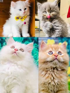 Persian kittens punch face and adult cats available