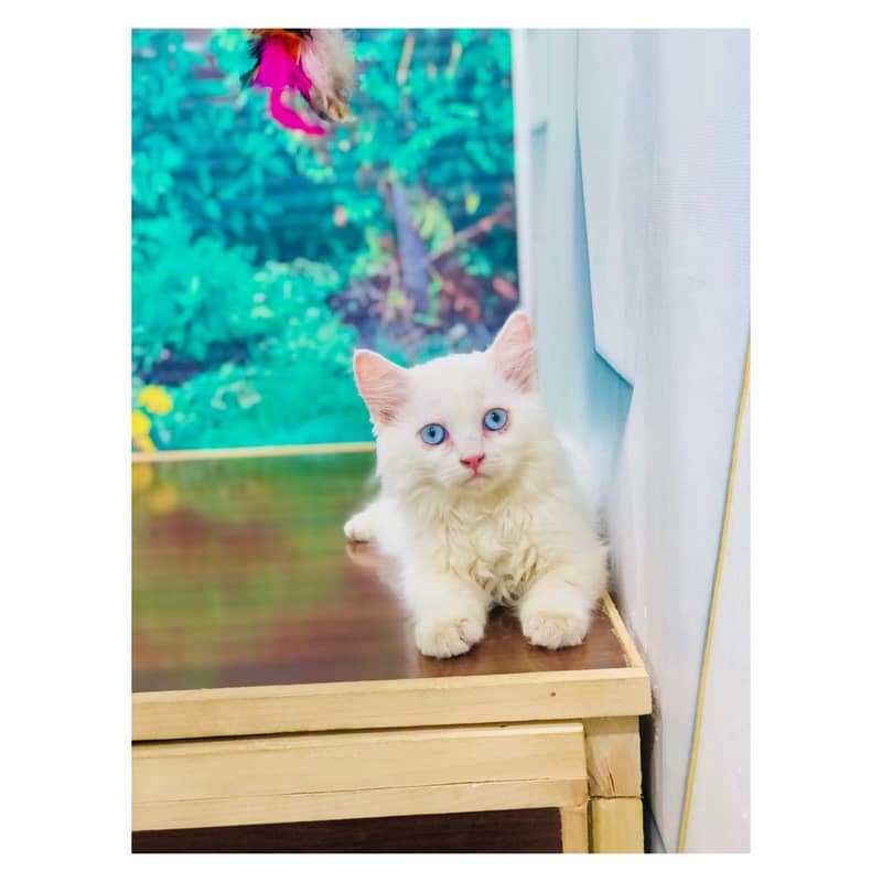 Persian kittens punch face and adult cats available 8