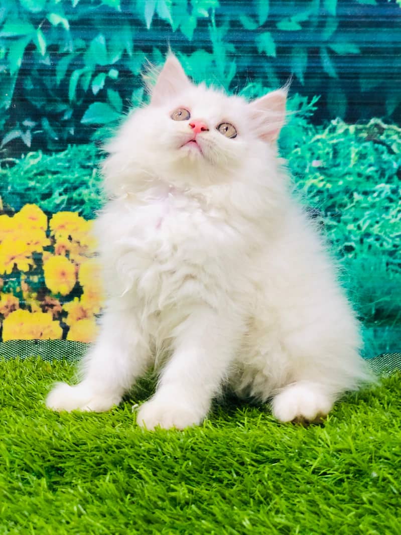 Persian kittens punch face and adult cats available 12