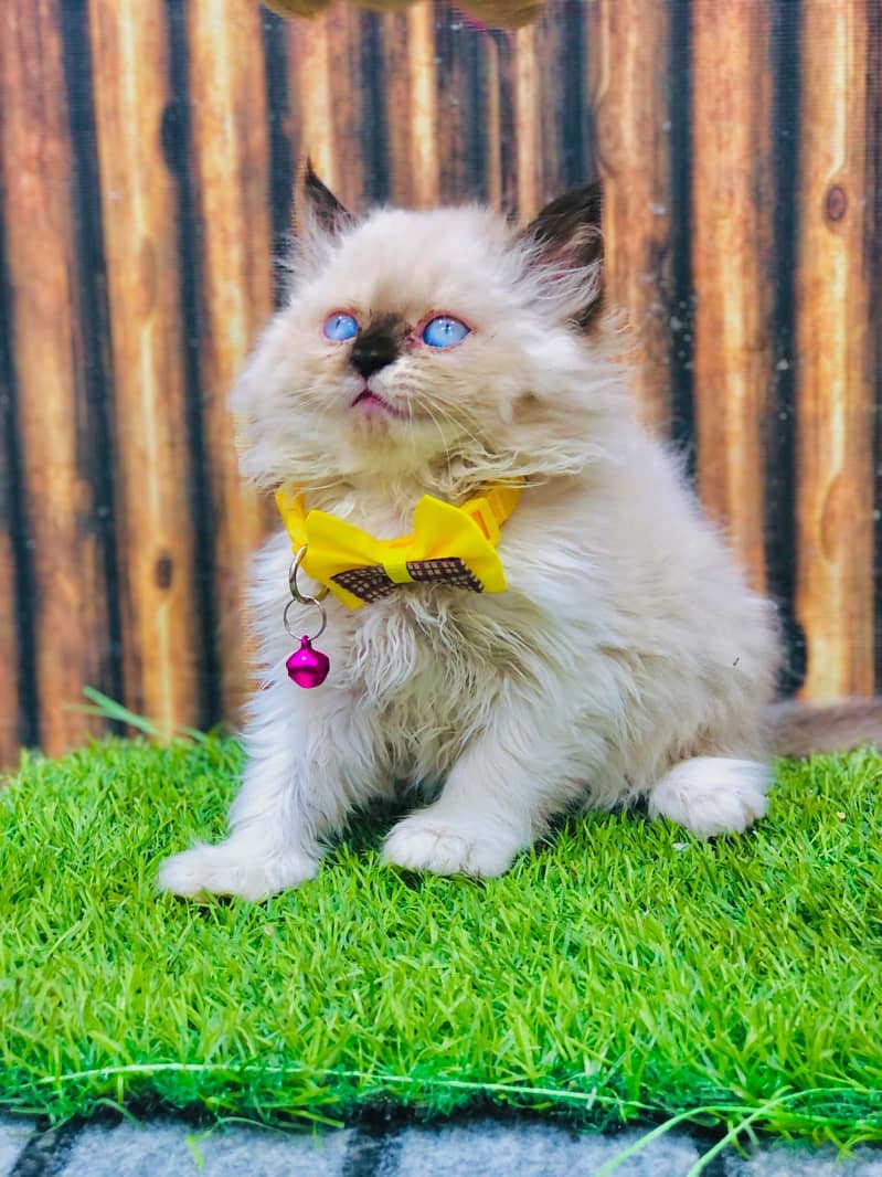 Persian kittens punch face and adult cats available 15