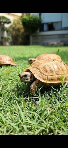 Cute Baby  Russian Tortoise