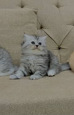 pure persian triple coat