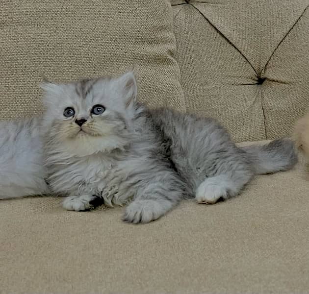 pure persian triple coat 2