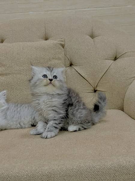 pure persian triple coat 3