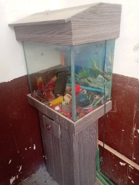 Fish aquarium and baby staller 2