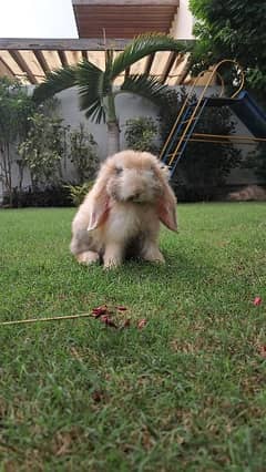 Imported Holland Lop Rabbits