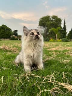 Persian Kitten Vaccinated Female Triple Coat