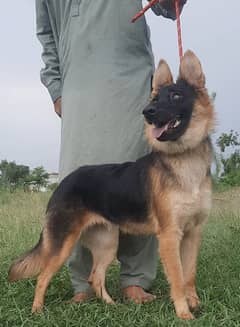 Belgium Shepherd dabal coat female for sale 0