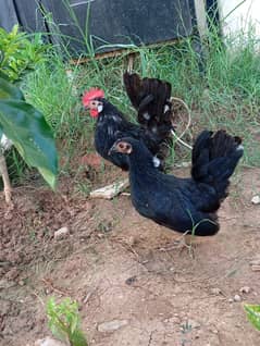 Japanese bantam pair