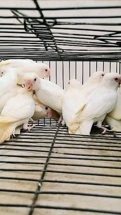 albino