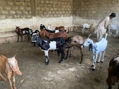 Makhi Cheeni goat | Goat | bakra | sheep | Breader | bakry | بکرا