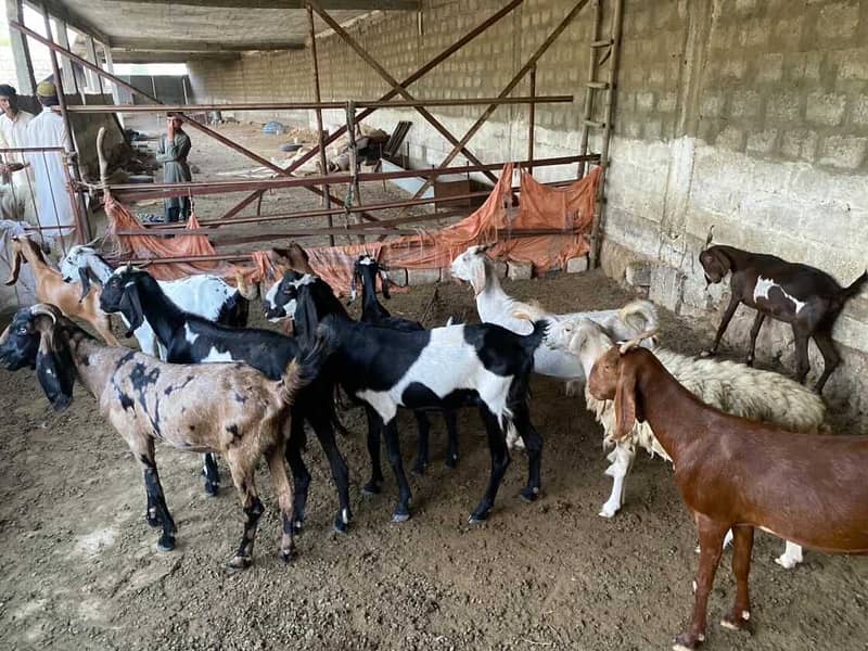 Makhi Cheeni goat | Goat | bakra | sheep | Breader | bakry | بکرا 3