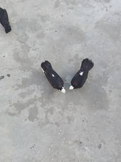 black mukhi