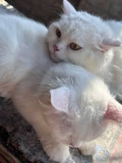 white persion kitten