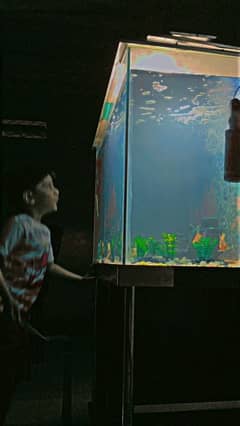 Fish Aquarium