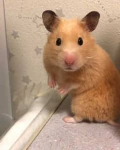 Cute Hamster