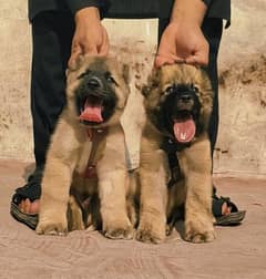 Kurdish kangal | Afghan kochi | king alabai Dog For Sale