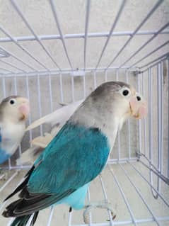 Blue2 Fisher | Blue2 Pastel | Blue2 | Lovebird