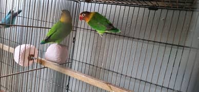 love bird quality pairs for sale , fisher and blue mask breeder pairs