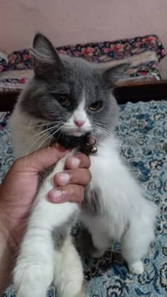 Urgent sale Persian kitten female sameday offer 6k final