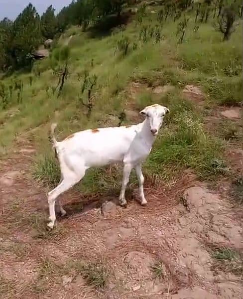 Tadi Barbari  Paragnent goat 0