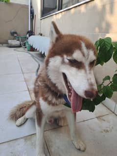 Husky for urgent sale 7 8 months old only, trained, rawalpindi