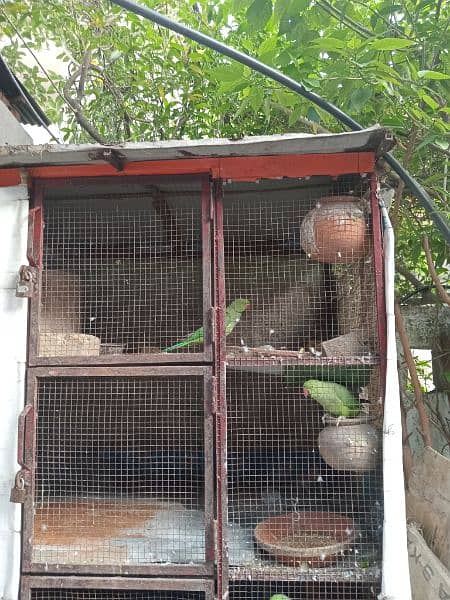 Urgent sale (Rring neck male parrot) 0