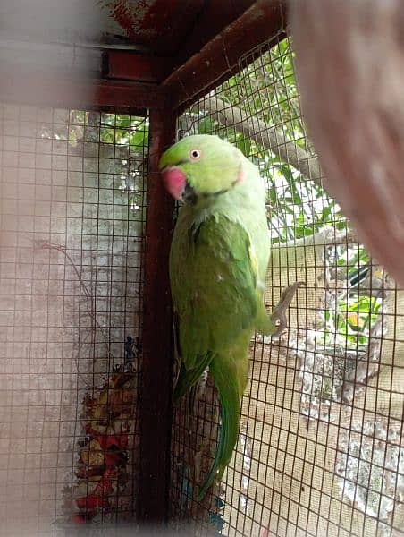 Urgent sale (Rring neck male parrot) 1