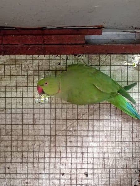 Urgent sale (Rring neck male parrot) 4