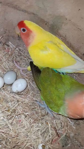 Love birds breeder pairs in multiple colors available with eggs 6