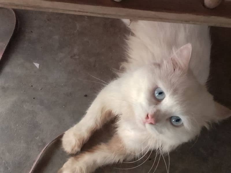 white Persian triple coated vaccinated with blue eyes 2