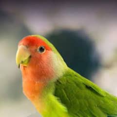 all kinds of love bird available