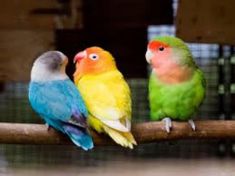 all kinds of love bird available 2