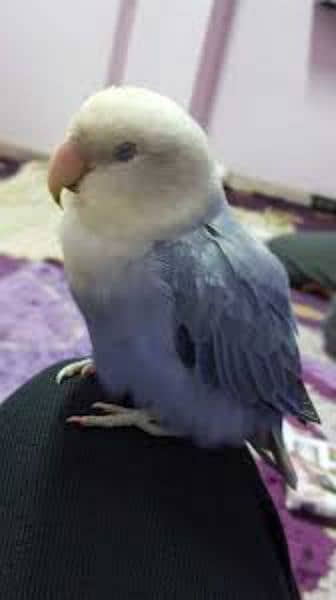 all kinds of love bird available 6