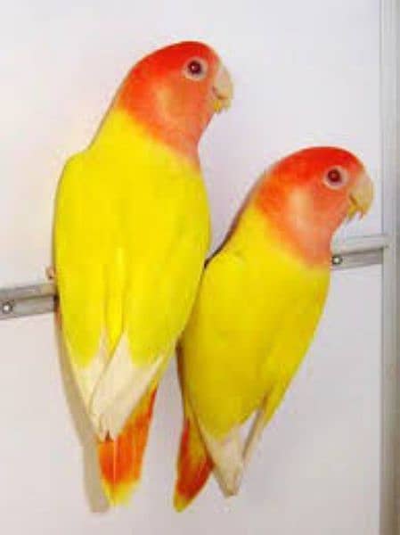 all kinds of love bird available 7