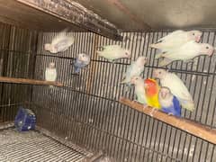 Birds pairs for sale mix breeds per piece