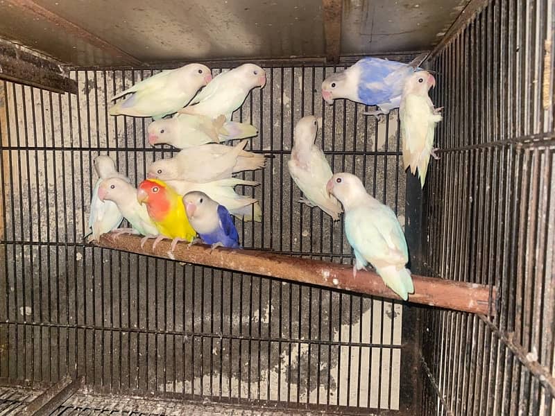 Birds pairs for sale mix breeds per piece 1