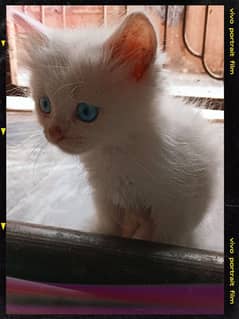 Persian kitten  blue eyes