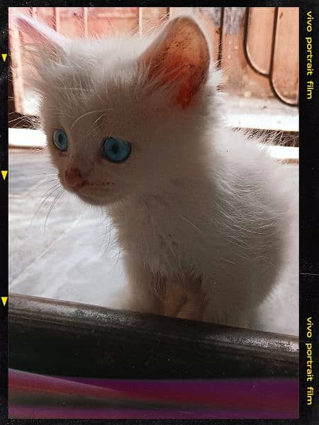 Persian kitten  blue eyes 0